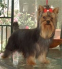 Ch. Miracle Love Dolce Sinfonia at 9 months of age.jpg